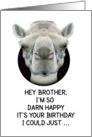 Happy Birthday Brother Funny Camel card