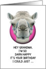 Happy Birthday Grandma Funny Camel card