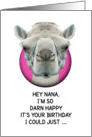 Happy Birthday Nana Funny Camel card