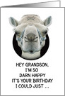 Happy Birthday to Adult Grandson Funny Camel card