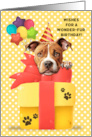 American Pit Bull Terrier Birthday Greeting with Balloons and Mouse card