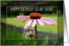 Purple Coneflower Birthday Wish for Sister card