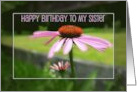 Purple Coneflower Birthday Wish for Sister card