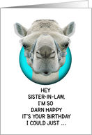 Happy Birthday Sister-in-Law Funny Camel card