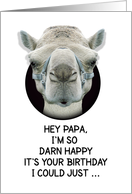 Happy Birthday Papa Funny Camel card