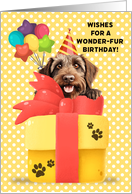 Wirehaired Pointing Griffon Birthday Greeting with Balloons and Gift card
