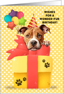 American Pit Bull Terrier Birthday Greeting with Balloons and Gift card