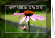 Sister Birthday Beautiful Purple Coneflower card