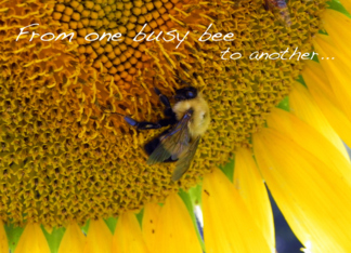 From One Busy Bee to...