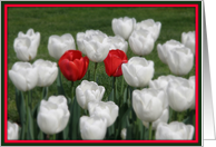 Two red tulips among...