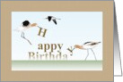 Birthday Avocets Bringing In The Birthday Message card