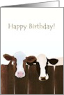 Birthday Cows Behind Fence card