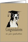 Graduation Boston Terrier Wearing Graduate Cap card