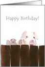 Birthday Pigs Behind Fence card