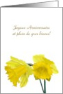 French Birthday Greeting Happy Birthday And Lots Of Kisses Daffodils card