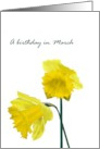 Birthday in March Daffodil Birth Month Flower Yellow Daffodils card