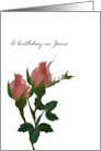 Birthday in June Rose Birth Month Flower Pink Rose Buds card