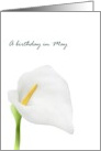 Birthday in May Lily Birth Month Flower Pretty Calla Lily card