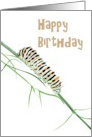 Birthday Swallowtail Caterpillar On Fennel Twig card