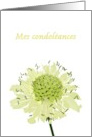 Mes condoleances, my condolences in French, scabiosa flower card