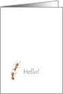 Hi, hello! A couple of ants exchanging greetings card