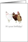 Birthday, great looking hens card