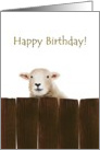Birthday, sheep behind wooden fence card