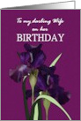 Birthday For Wife Pretty Irises On Purple Background card
