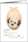 Easter from Shih Tzu Puppy Sketch in Egg-Shaped Frame card