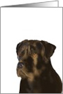 Imposing And Lovable Cane Corso Blank card