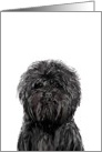 Sketch of a cute affenpinscher dog, blank card