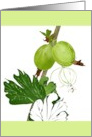 Sketch of Gooseberries in Color and in Profile Blank card