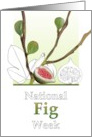 National Fig Week Figs on Branches Colored and in Black and White card