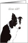 Birthday Black and White Collie Asking How Old card