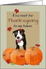 Pitbull And Pumpkins Big Woof to Human For Thanksgiving card