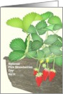 National Pick Strawberries Day Home Grown Strawberries in Trough card