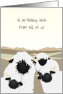 Birthday From All of Us Blacknose Sheep on High Ground card