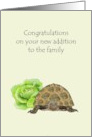 New Pet Reptile Tortoise Resting Beside A Yummy Head of Lettuce card