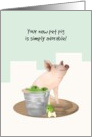 Congratulations New Pet Cute Pig Sitting Beside Pail Of Apples card