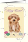 Easter For Pet Maltipoo Colorful Eggs And Bone Shaped Chew Toy card