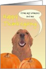 Thanksgiving from Retriever Pet Dog and Hoomans card