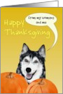 Thanksgiving from Husky Pet Dog and Hoomans card