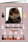 Thanksgiving Cartoon Cat Profiles and Pumpkins Custom Photo card