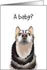 Unplanned Pregnancy Pet Husky With Surprised Look card