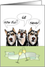Three Huskies Discussing Age Clinking Champagne Glasses card