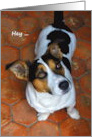 Encouragement A Dog’s Eyes Say It All Cute Jack Russell card
