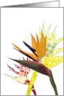 Exotic Bird of Paradise Flower Blank card