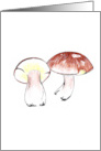 Mushrooms The Penny Bun card