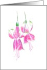 Pretty Fuchsia Flowers Blank card