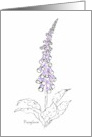 Foxglove Blank card